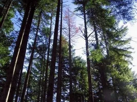 2819-skykomish dead 160 footer 1500 board feetW.JPG.webp