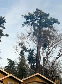 2820-Prince old growth fir 013w.webp