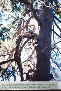 4127-Pondarosa Bucks Lake 1999.webp