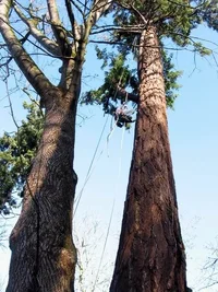 2821-Prince old growth for oo7w.webp