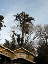 2822-Prince old growth fir 014w.webp