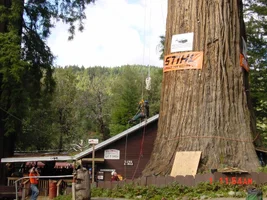 4835-Treehouse 026_WEB.webp