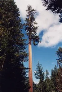 2878-The Henry Tree - JPEG.webp