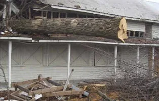 5151-Tree on stable.webp