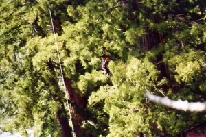 5468-Mark limb walking.webp