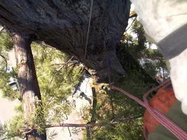 5589-Treehouse2 004web.webp