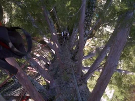 5593-Treehouse2 008 Eric web.webp