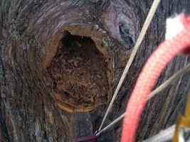 5594-Treehouse2 003web.webp