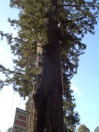 5595-Treehouse2 002web.webp