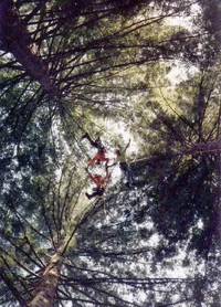 2930-redwood skydiving.webp