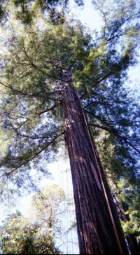 5923-Ropes in Big Tree.webp