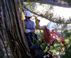 5925-Soren & Lars-Big tree.webp