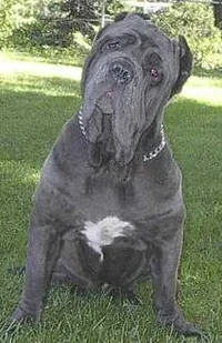 6259-twinkle toes 3.webp