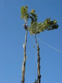 6496-Scott Poplar 590w.webp