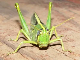 6846-hopper one.webp