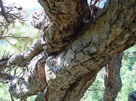 6886-three limbs.webp