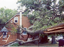 2949-storm2002-oak2.webp