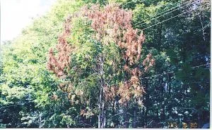 7173-hydro hazard.webp