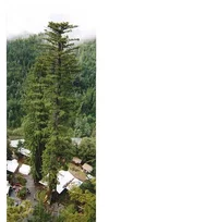 7305-treehouse final web.webp