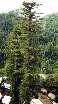 7315-Treehouse trim1a.webp