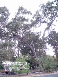 7663-#1Full view of Valley Oak.webp