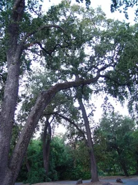 7664-#2Multi trunk Valley Oak.webp