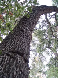 7665-#3 fiber buckeling.webp