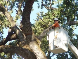 7666-#4Upper canopy of spar..webp