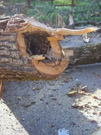 7667-#5 behive in one of the latterals.webp