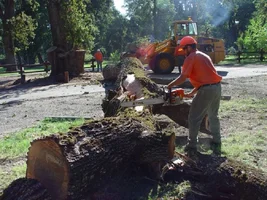 7668-#6 50foot log.webp