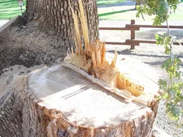 7669-#7 Crushed, sheared and pulling wood..webp