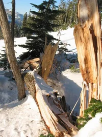 7775-Failed Hemlock Blackcomb 2003.webp