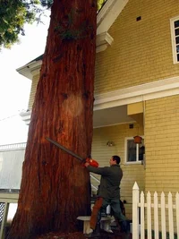 7776-Record Seattle Redwood1w.webp