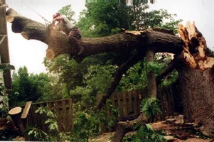 7960-Spencer Oak.webp