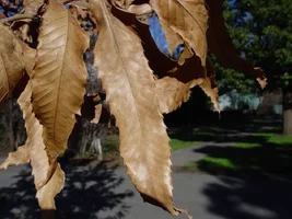 8199-Sawtooth oak.webp