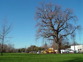 8237-Greg Valley oak.webp