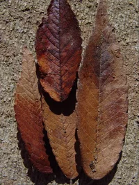 8342-Zelkova leaves#1.webp