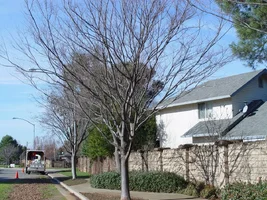 8343-young Zelkova Serreta.webp