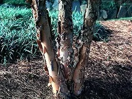 8429-tree1 trunk.webp