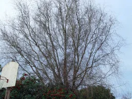 8442-corkscrew willow.webp