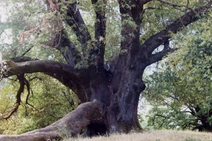 8603-madrone jepeg.webp