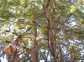 8683-plainsoaks 055.webp