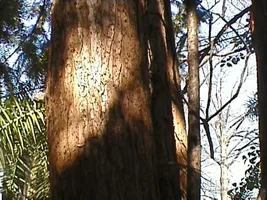 8685-plainsoaks 054.webp