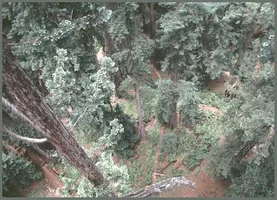 3014-forest view.webp