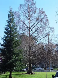 8701-dawn redwood.webp