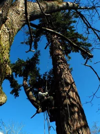 8704-Prince fir Russell fir 060w.webp