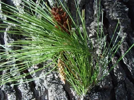 8730-Tree ID #2.webp