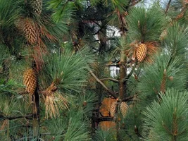 8742-Resize of IMG_1634.webp