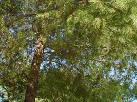 8785-treeID #2.2.webp