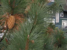 8805-Resize of IMG_1635.webp